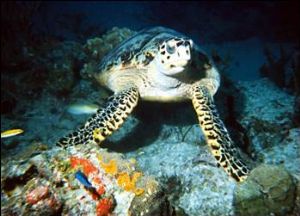 Sea Turtle, Disposable in Ikelite Aquashot II housing, fa... by Tom Lombardo 
